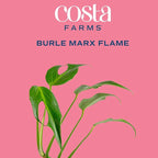 Costa Farms Monstera Burle Marx Flame, Live Plant in Self Watering Pot, Air Purifying Indoor Houseplant, Home, Room, or Office Decor, House Warming or Birthday Gift, 12-18 Inches Tall