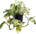 Pothos Manjula (6" Grower Pot) - Low Light and Healthy Houseplant - Easy to Care Indoor Plants - Live Healthy Houseplant for Home Office Decoration