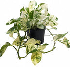 Pothos Manjula (4" Grower Pot) - Low Light and Healthy Houseplant - Easy to Care Indoor Plants - Live Healthy Houseplant for Home Office Decoration