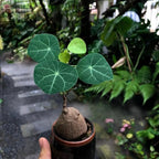 Stephania Plant Live in 2 – 2.5" Inch Pot | Compact Stephania Erecta Bulb Trees | Simple-Care Indoor Houseplant | Decorative Indoor Tree for Homes, Desks Spaces