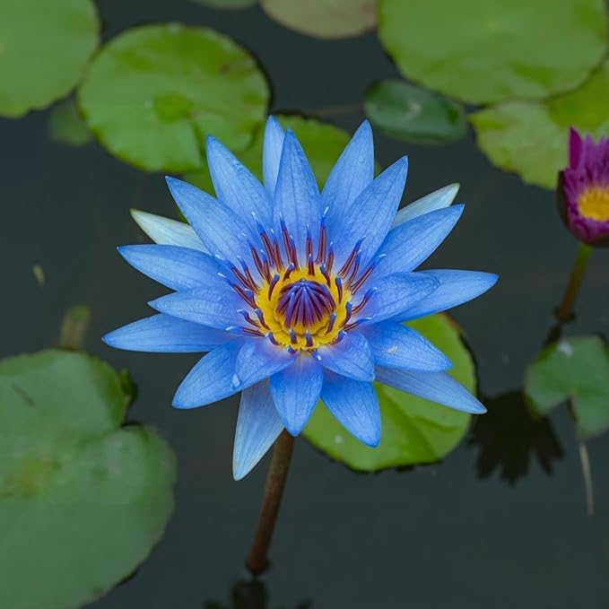 160pcs Mixed Color Bowl Lotus Seeds for Planting - Non-GMO Bonsai Lotus, Water Lily Flower, Easy-Grow Aquatic Plants for Ponds, Water Gardens, and Indoor/Outdoor Spaces