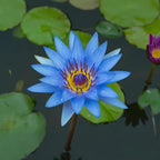 160pcs Mixed Color Bowl Lotus Seeds for Planting - Non-GMO Bonsai Lotus, Water Lily Flower, Easy-Grow Aquatic Plants for Ponds, Water Gardens, and Indoor/Outdoor Spaces