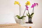 rePotme Orchid Pot, 4 x 6 inch Hexagon Ceramic Orchid Pot with Holes and Matching Saucer (Teal Jade)