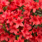 Azalea Live Plant, Live Azalea Plants, Flowering Shrub with Vibrant Red Blooms, 4-7 Inches Tall in 4 Inch Pot (Red)