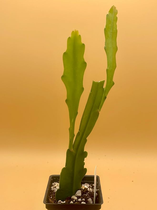 Epiphyllum 'Wild Thing' Fully-Rooted Starter Pot - Orchid Cactus Hybrid - Indoor Outdoor Plant - Central America Origin - No Shipping to California or Arizona