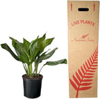 Aglaonema Silver Bay – 10 Inches Grower Pot – Live Indoor/Outdoor Air Purifying Plant – Easy Care Silver Green Foliage for Home and Office Decoration