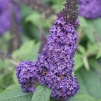 Blue Purple Butterfly Bush Live Shrub Plant Shrub, Buddleia Bush Well Rooted, 5 to 10 Inc Tall