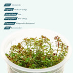 SubstrateSource Live Plant - Rotala H'ra Tissue Culture Aquatic Live Aquarium Plant - 100% Snail Free in Vitro Cup (Rotala H'ra)