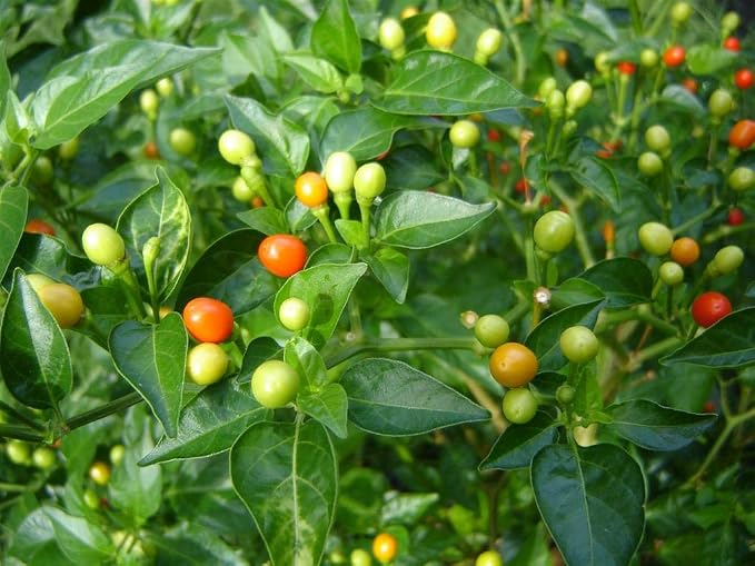 Wiri Wiri Pepper Plants, Rare Caribbean Chili, Fruity and Spicy, Indoor and Outdoor Growing, 2 Live Starter Plants