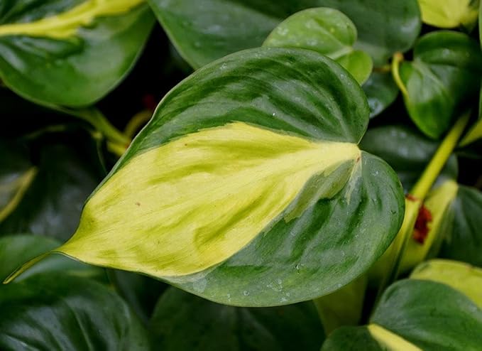 RedCrocus Philodendron 'Brasil' – Variegated Heartleaf Indoor Plant – Easy Care, Air Purifying, Bright Indirect Light, Tropical Foliage, Pet Friendly (Toxic to Pets) 8" Hanging Basket
