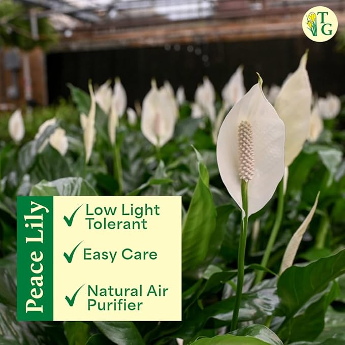 Thorsen's Greenhouse Live Peace Lily Plant, Spathyphylum, Low Light, Easy to Grow, Natural Air Purifier Live Indoor Plant, 4-6" Diameter Pot (3 Pack Growers Pot, 4-inch Pot)