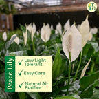 Thorsen's Greenhouse Live Peace Lily Plant, Spathyphylum, Low Light, Easy to Grow, Natural Air Purifier Live Indoor Plant, 4-6" Diameter Pot (Chocolate, 6-inch Pot)