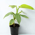 Philodendron Silver Sword Live Plant – Rare Silver Leaf Philodendron Starter – Indoor Tropical House Plants for Beginner – Rooted Green Plant Gift for Home or Office Decor (Heat Pack Included)