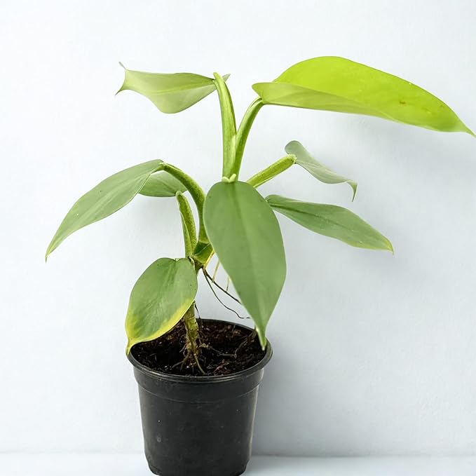 Philodendron Silver Sword Live Plant – Rare Silver Leaf Philodendron Starter – Indoor Tropical House Plants for Beginner – Rooted Green Plant Gift for Home or Office Decor (Heat Pack Included)