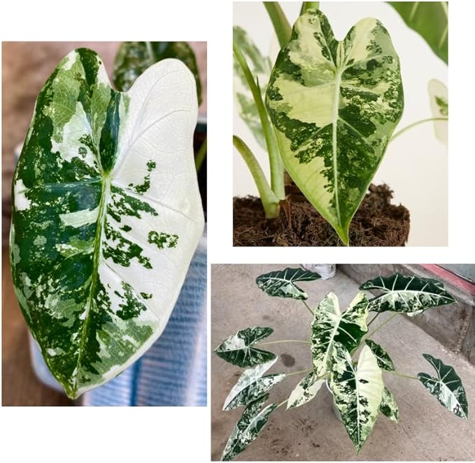 2 Frydek Alocasia Plants Live Houseplant for Indoor Outdoor Growing, 4 to 8 Inches Tall, Rare and Hardy