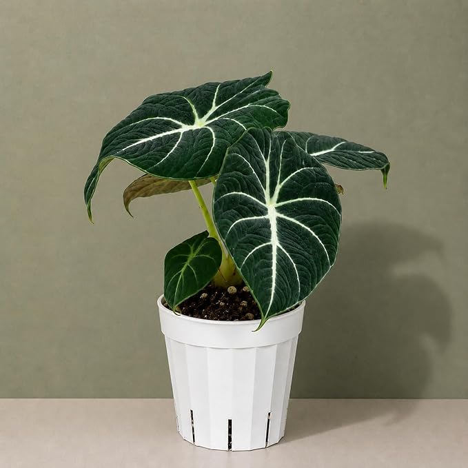 Alocasia Black Velvet Live Plant, Indoor Houseplant, Alocasia Plants Live Houseplants, Live Plants Gift, House Plant with Velvety Petals