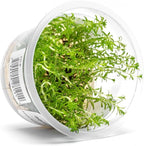 SubstrateSource Live Plants - Ludwigia 'Pantanal' (Ludwigia sp.) - High Light, Bright Red to Orange Accent Aquatic Plant, Midground to Background Placement for Aquascaping - Tissue Culture, 1 Pack