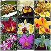 5 Live Orchid Plants (Cattleya, Oncidium, Dendrobium, Vanda, and Phalaenopsis ) Premium Beautiful Orchids - Angel’s Orchids