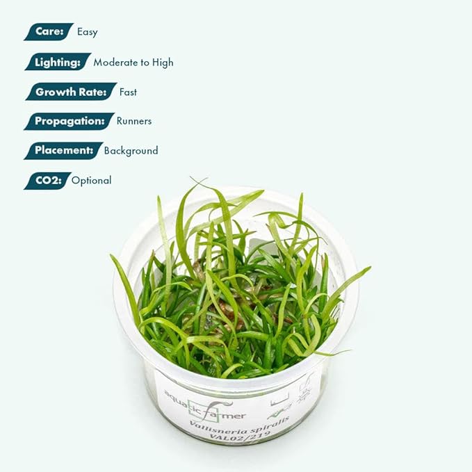 SubstrateSource Live Plant - Vallisneria Spiralis (Vallisneria spiralis) - Background Rosette, Snail-Free in Vitro Aquarium Plant - Tissue Culture