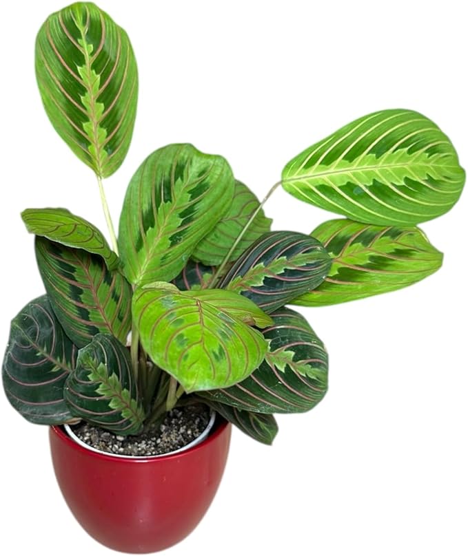 Live Plant, Red Maranta Prayer Plant, Pet Friendly, Air Purifying Plant, Easy Care, Easy to Grow Live Indoor Plant, Houseplant, Rare Indoor Plant, Home Décor 4.7 inch Pot (Red)