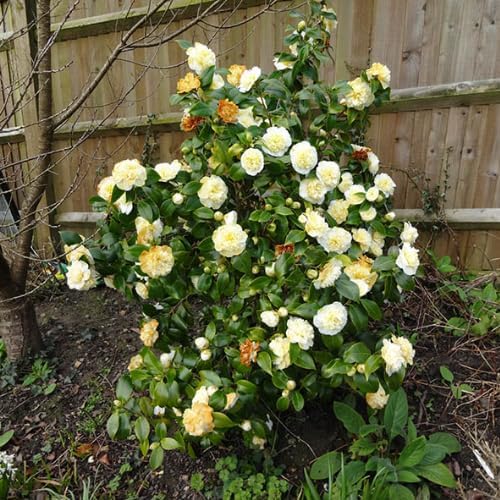 Camellia Plants Live, Rare Camellias Tree Live Plant, Vibrant Flower Shrub, Well-Rooted in Pot, Indoor Outdoor Flowering Zones 7-10 (Yellow White)