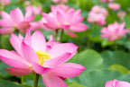 20 Lotus Seeds for Planting in Water – Precut Mixed Color Lotus Flower Seeds – Water Lily Plant for Indoor Bonsai Bowl, Outdoor Ponds & Water Gardens