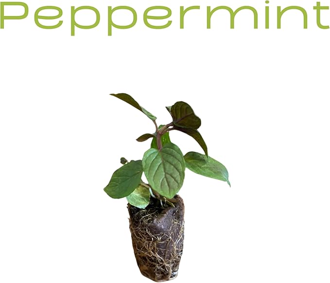 5 Live Herb Plants Seedling Plug Size –Thyme, Sage, Oregano, Peppermint & Rosemary | Ready-to-Plant Garden Starter Plugs (Not Potted)
