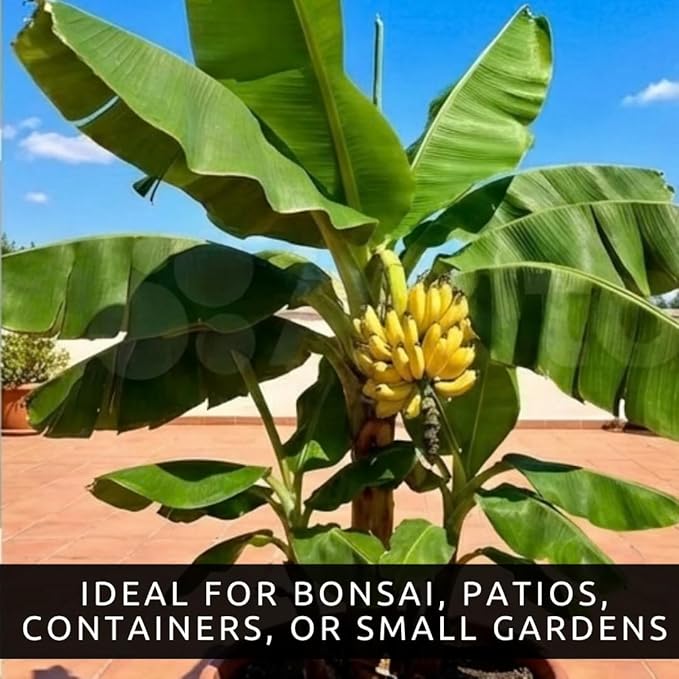 Dwarf Banana Seeds for Planting – Great for Bonsai - Non-GMO Banana Tree Seeds – Tropical Fruit Seeds for Indoor & Outdoor Growing – Grow Your Own Banana Plant (15 Seeds)
