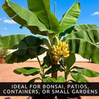 Dwarf Banana Seeds for Planting – Great for Bonsai - Non-GMO Banana Tree Seeds – Tropical Fruit Seeds for Indoor & Outdoor Growing – Grow Your Own Banana Plant (60 Seeds)