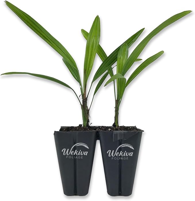 Lady Palm - 2 Live Starter Plants in 2 Inch Pots - Rhapis Excelsa - Beautiful Clean Air Indoor Outdoor Houseplant