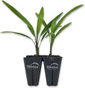 Lady Palm - 2 Live Starter Plants in 2 Inch Pots - Rhapis Excelsa - Beautiful Clean Air Indoor Outdoor Houseplant