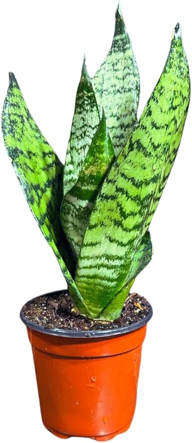 PLANTVERS Sansevieria Zeylanica Snake Plant in a 3 Inch Nursery Pot - Live Green Snake Plant - Mother-in-Law Tongue - Low Light Houseplant - Air Purifier Indoor Plant - Office Plant