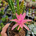 Live Cactus and Succulent Plants (4" Pot Aporophyllum Edna Bellamy)
