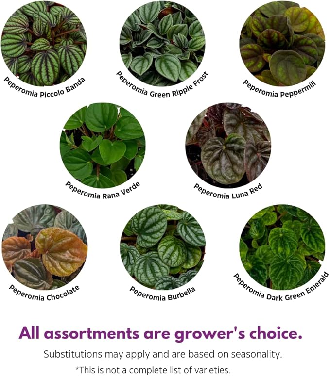 BubbleBlooms Peperomia Assortment Set of 3 in 2 inch pots