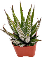 Sprout N Green Haworthiopsis fasciata 'Big Band', Live Succulent Fully Rooted in 2" Pots, Rare House Plant for Home Office Indoor Outdoor Wedding Decoration, DIY Projects, Party Favor