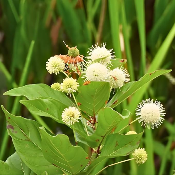 2 Button Bush Live Shrubs in 4 Inch Pot Plant, Native Buttonbush 12-18 Inch Tall, Flowering Shrubs for Rain Gardens, Pond Edges & Outdoor Landscaping