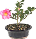 Brussel's Live Camellia Hot Flash Outdoor Bonsai Tree - 10" to 14" Tall with Decorative Container