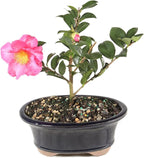 Brussel's Live Camellia Hot Flash Outdoor Bonsai Tree - 10" to 14" Tall with Decorative Container