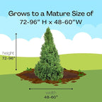 Spruce 3 Gal. Dwarf Alberta Spruce Shrub