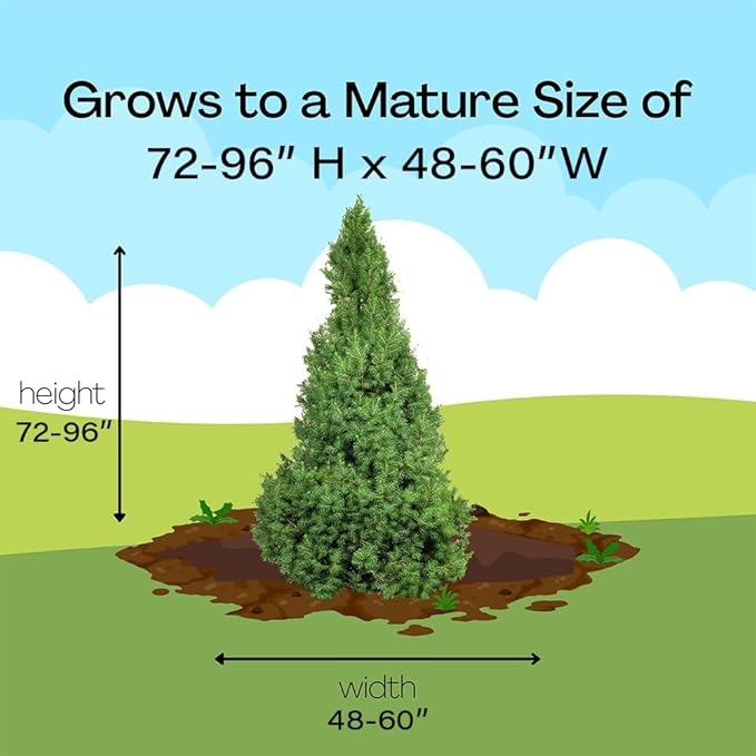 1 Gallon, Dwarf Alberta Spruce Shrub, Green