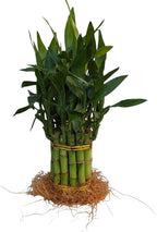 Live Lucky Bamboo Plant, 15 Stalks, Two Tier, Air Purifying, Indoor