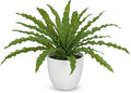GnFlus Artificial Fern Plant in White Pot, 11 Inch Fake Bird’s Nest Ferns Plants Faux Potted Fern Plants for Home Living Room Bathroom Kitchen Office Table Indoor Decor