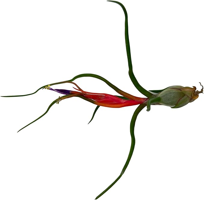 ragnaroc Air Plants - Elsker Gift Box - Large 4" - 5ct - Live Arrival Guaranteed - House Plants for Home Decor & Gift