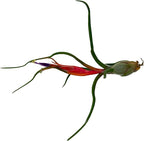 ragnaroc Air Plants - Venner Gift Box Large 4" - 7ct - Live Arrival Guaranteed - House Plants for Home Decor & Gift