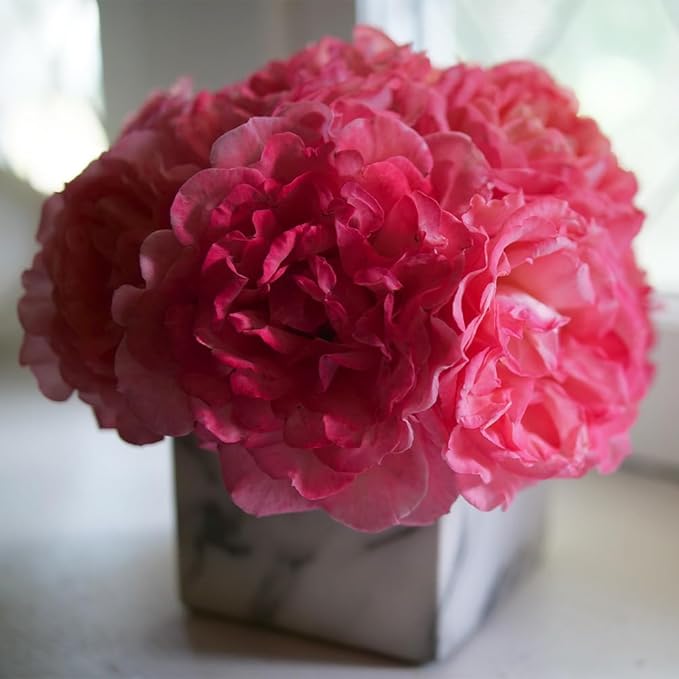 Proven Winners 2 Gal. Reminiscent Coral Rose Shrub