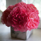 Proven Winners 2 Gal. Reminiscent Coral Rose Shrub