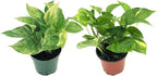 Live Pothos Plants - Epipremnum aureus Golden Pothos and ‘Marble Queen Pothos’ Bundle - ragnaroc Tropical Plant 5-8” Tall - 2ct Live Arrival Guaranteed - House Plants for Home Decor & Gift