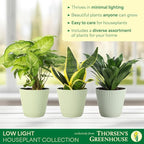 Thorsen's Greenhouse Live Low Light Houseplants (3 Pack), Easy to Grow Indoor Plants, Grower's Choice Bundle, 4-inch Diameter Established Plants, Decorative Sage Ruffled Pot (3-Pack)