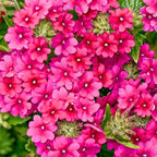 3 Pink Verbena Plants Live, Hardy Perennial Flower, 4-8 Inches Tall, Outdoor Garden Plant