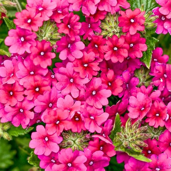 3 Pink Verbena Plants Live, Hardy Perennial Flower, 4-8 Inches Tall, Outdoor Garden Plant